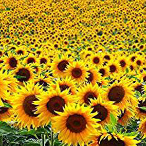Advice From A Sunflower - Personalised Gift Sunflower Seed Envelopes